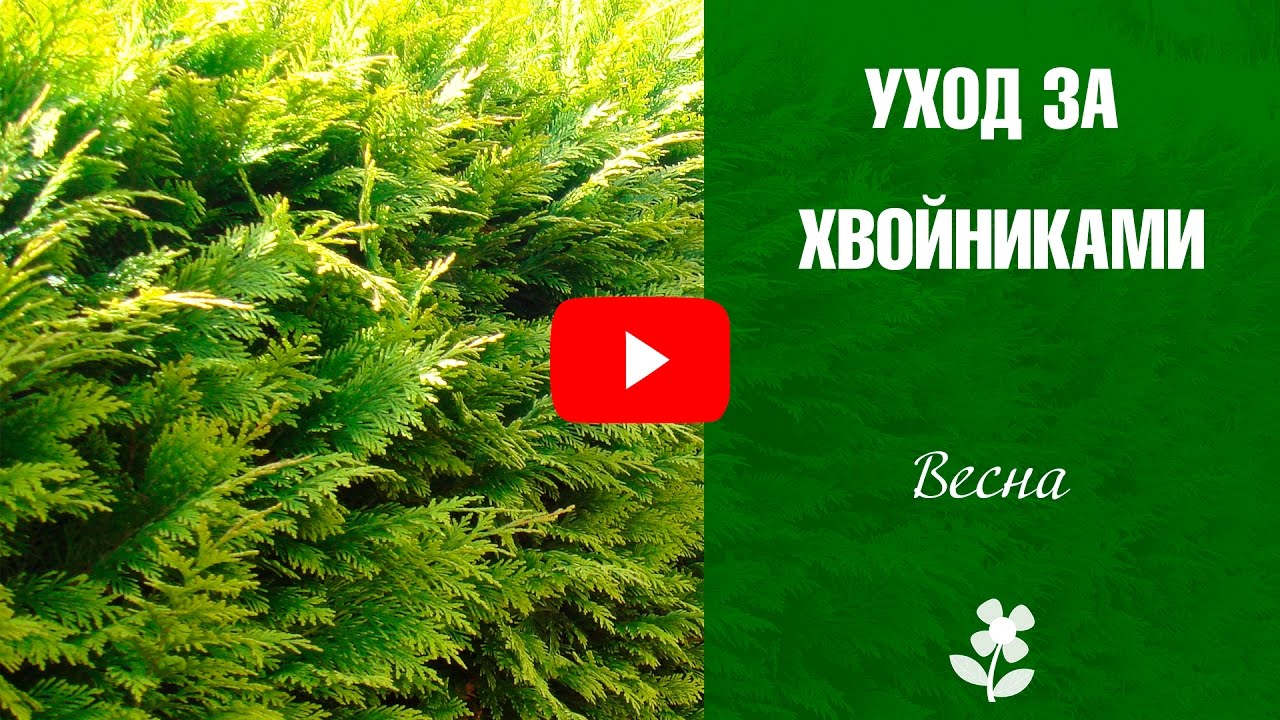 Хвойники весной 🌲 Уход за хвойниками