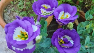 How to grow lisianthus plant in pot | lisainthus  plant for begginners #gardening