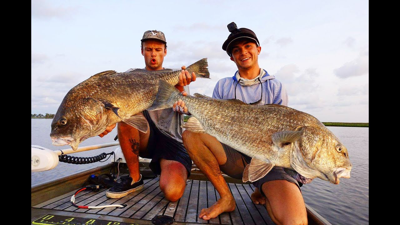 Giant Black Drum Sight Fishing!!! YouTube