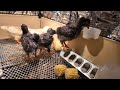 2 weeks old chicks, corn treat