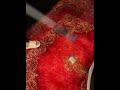 اموزشی خیلی خوب کارتون خیلی راحت میشه هر کس سگ داره گربه داره این میشه عصای دستتون اموزشی خیلی خوب کارتون خیلی راحت میشه هر کس سگ داره گربه داره این میشه عصای دستتون