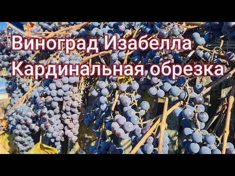 Кардинальная обрезка винограда Изабелла