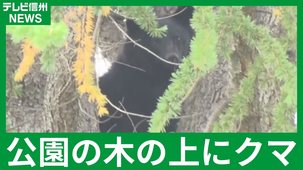 Video Available] Bear Perched on a Park Tree for About an Hour