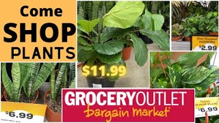 Plant SHOPPING fiddle leaf fig | Snake Plants | Grocery Outlet Bargain Center | Moody Blooms