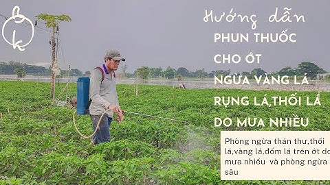 PHUN THUỐC CHO ỚT 30 NGÀY TUỔI  PHÒNG NGỪA THÁN THƯ
