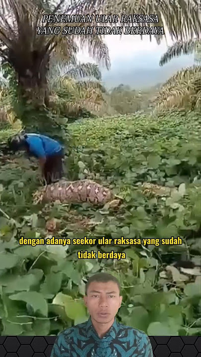 DISCOVERY OF A GIANT SNAKE THAT WAS NO LONGER HELPLESS IN A PALM OIL PLANTATION #shorts