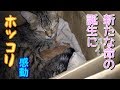 【閲覧注意】野良猫ハナちゃん出産！命の誕生は感動するものでした