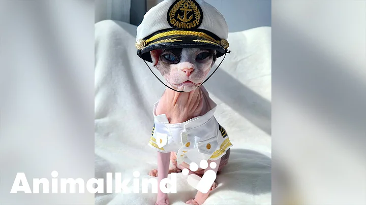 Cruise kitty makes the cutest first mate | Animalk...