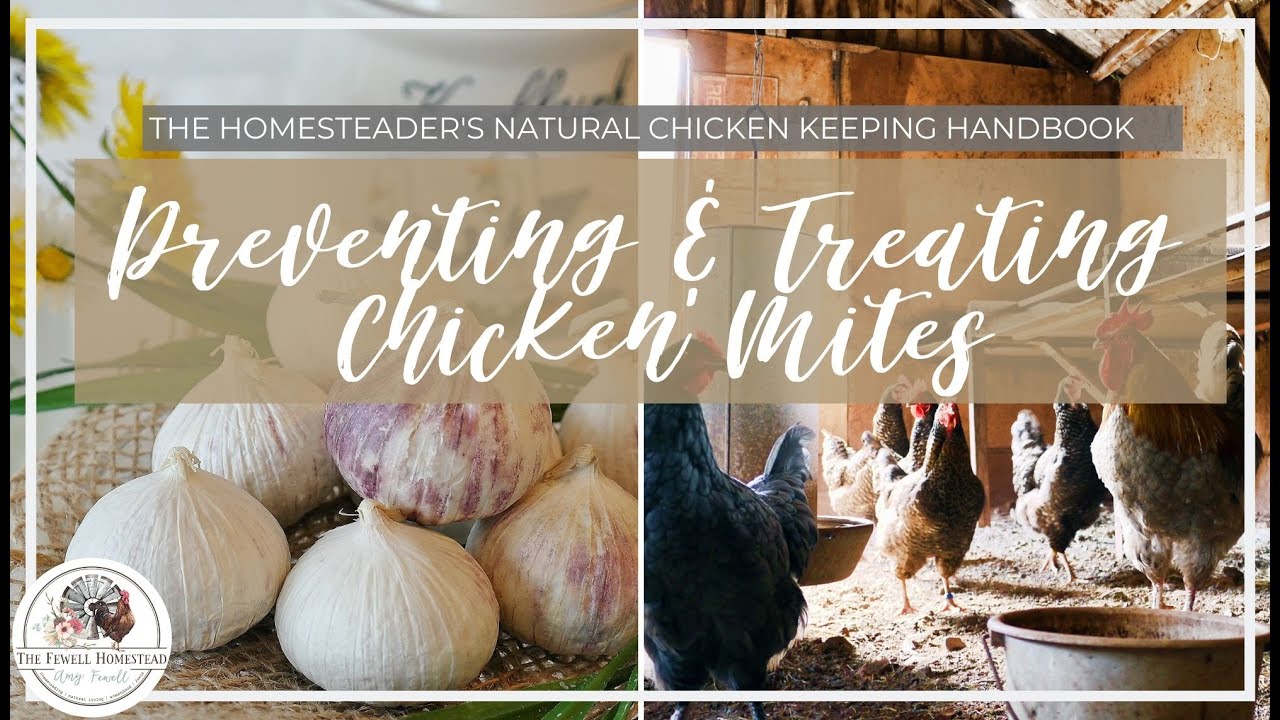 NATURALLY Prevent and TREAT Chicken MITES and LICE - YouTube