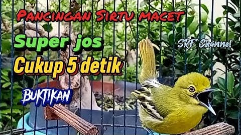 pancingan sirtu cipoh TERAMPUH merangsang sirpu lain ikut emosi gacor@srfchannel3881