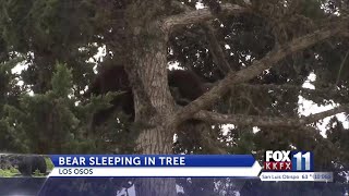 Bear tranquilized after napping in tree near Los Osos neighborhood