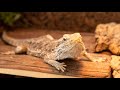 The Ultimate Guide to Feeding Grapes to Your Bearded Dragon: Tips for a Healthy Diet