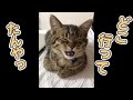 【感動】お留守番が寂し過ぎた子猫の、最後にとった行動が… #Shorts