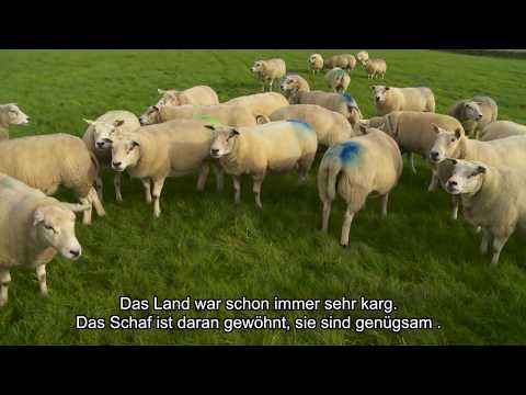 Video: Welches Fleisch ist Lamm?