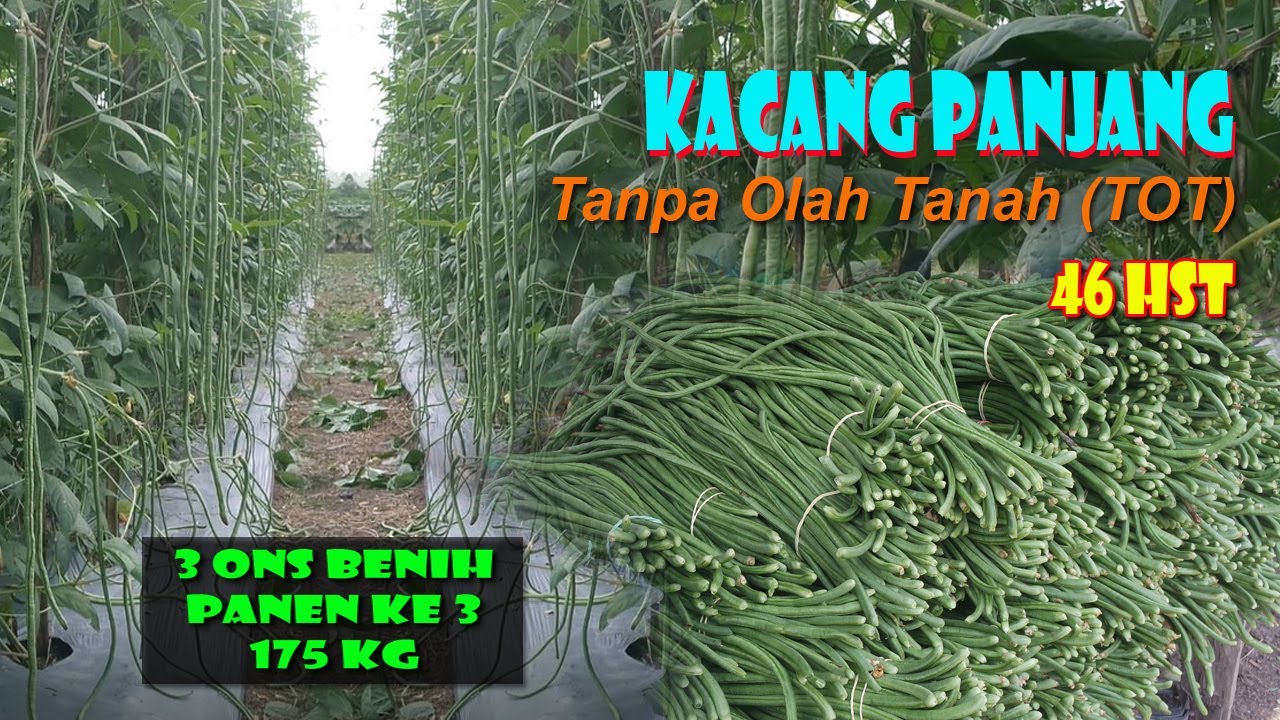 Update Kacang Panjang Umur 46 HST | Panen Ketiga 175 Kg