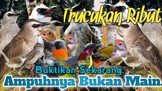 SUARA PIKAT TRUCUKAN RIBUT DAN BURCIL KEJEPIT. SANGAT AMPUH..