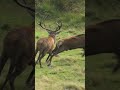 Perfect shot two red deer fighting for mating rights in scotland filmed for a wildlife documentary