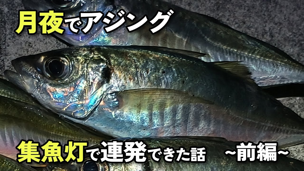 【アジング】月夜でアジング！集魚灯で連発できた話【アジング初心者】