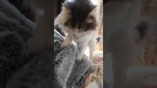 ❤️❤️ AFTA TA PODARAKIA♥️ PERASAN POLA,,, 🐾🐾 K TORA PSAHNOUN LIGI AGAPI❤️❤️❤️❤️