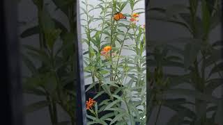 Fall 2019 Monarch Migration