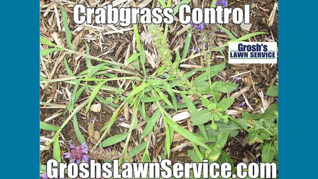 Lawn Care Treatments Hagerstown MD Williamsport MD Washingto