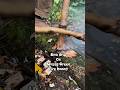 Raw root fire board bow drill #primitivefirelighting #bushcraft