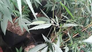 Canopy Management #ImpelloBio #DrEarth #AgeOldNutrients #DownToEarth #VivoSun #RootsOrganic #TPS