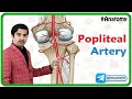Popliteal artery anatomy animation  dr g bhanu prakash