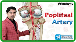 Popliteal Artery Anatomy Animation Dr G Bhanu Prakash