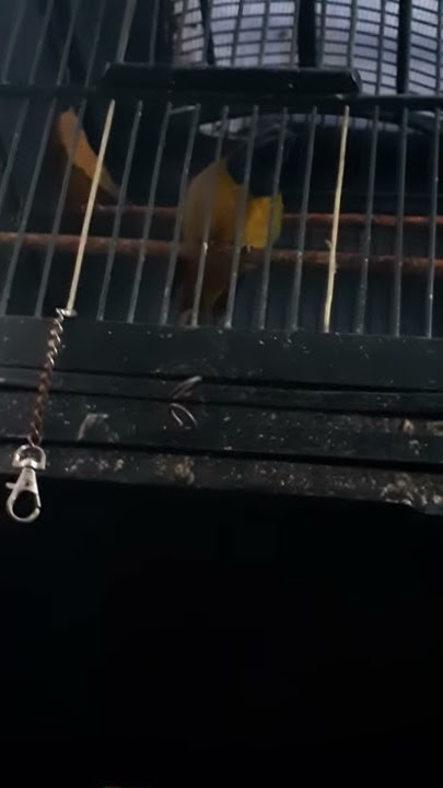 Cucak cungko rasa cililin non stop