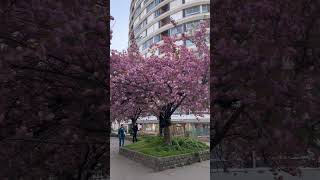 The Best Of Paris paris travel love shorts trending short viral shorts