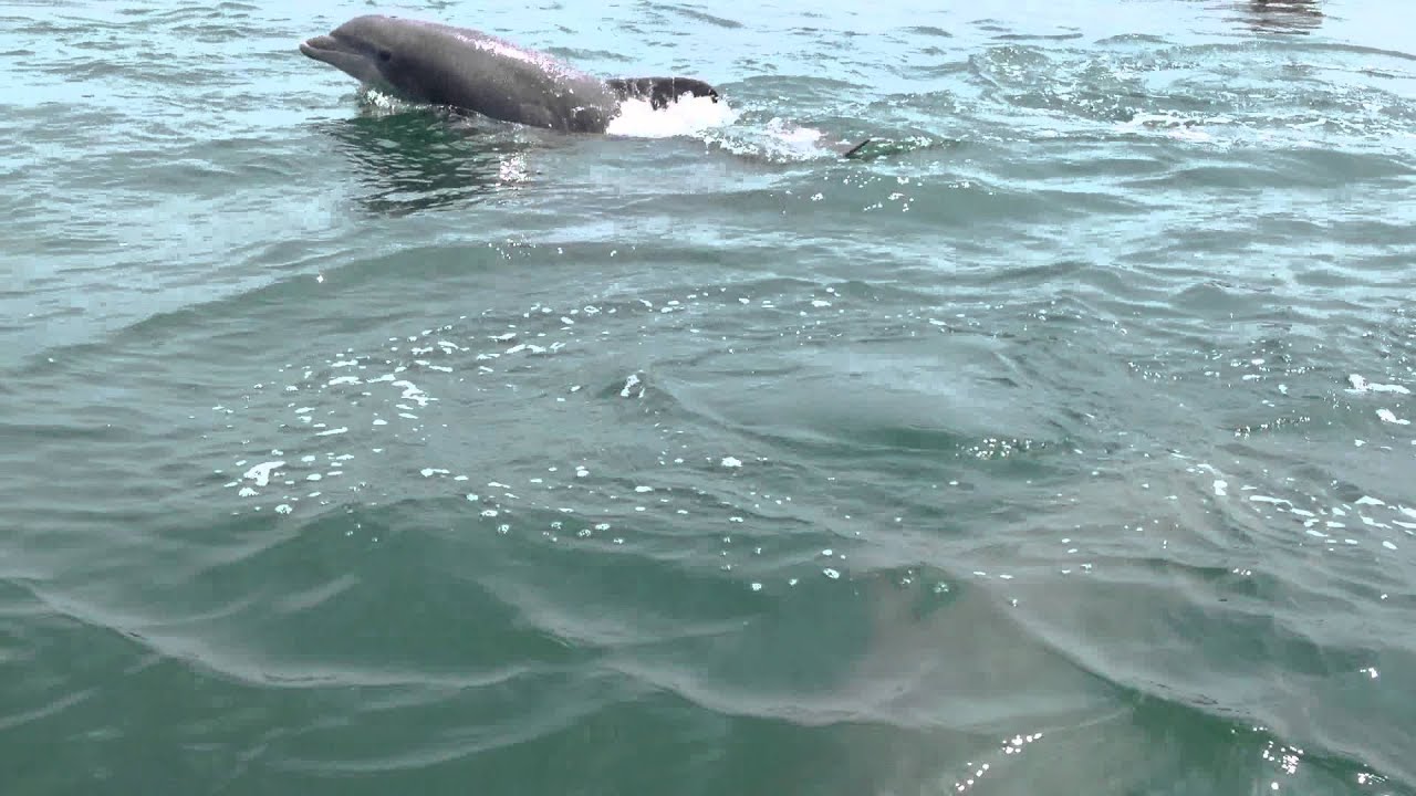 On Jet Ski Watching Dolphins Off Coast Of Myrtle Beach Sc You On Jet Ski Watching Dolphins Off Coast Of Myrtle Beach Sc