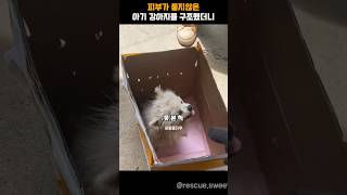 피부가 좋지않은 아기 강아지를 구조했더니