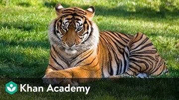 Taxonomy | The Living World | Biology | Khan Academy