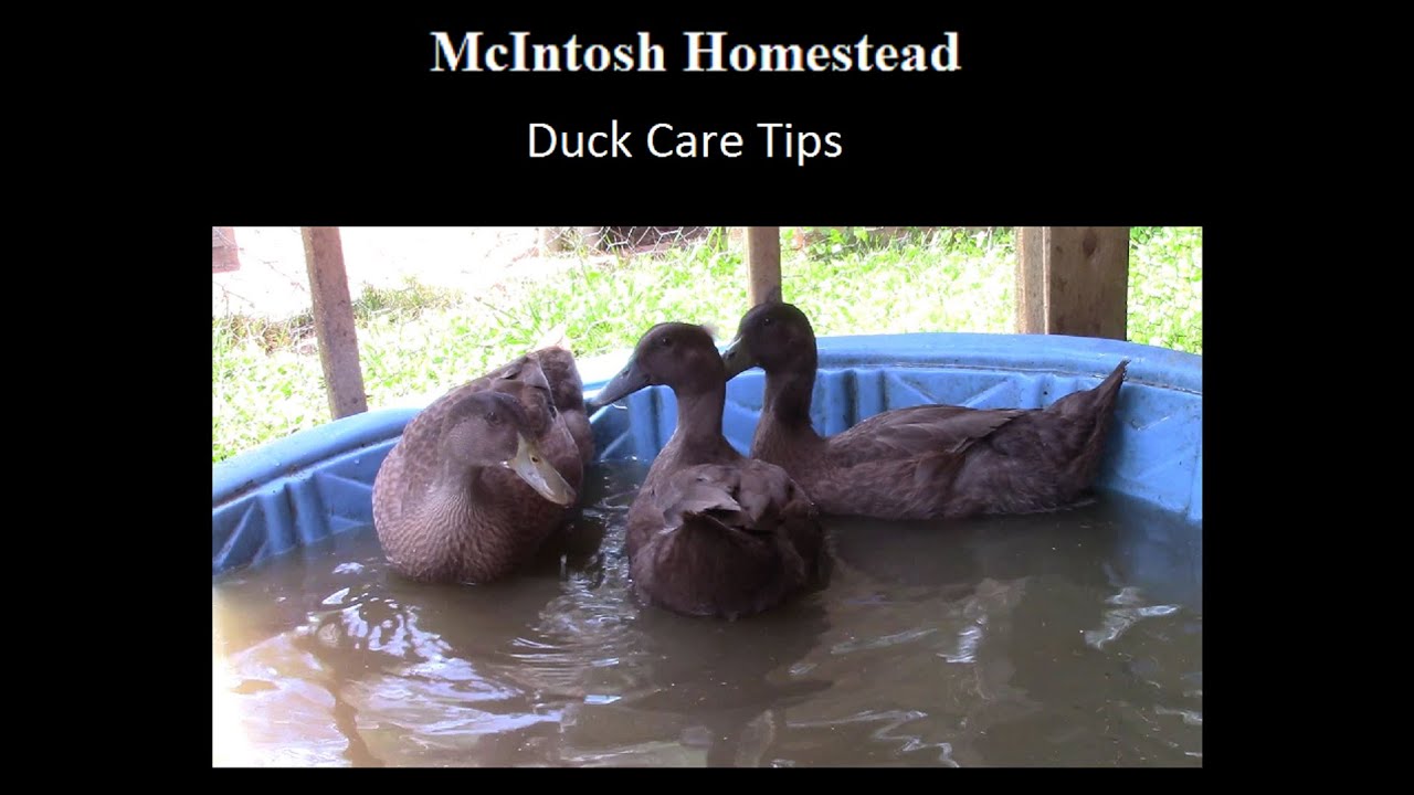 Picture of Duck Care Tips - YouTube