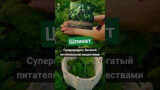 Польза шпината для здоровья | Польза шпината для здоровья | Польза шпината для здоровья