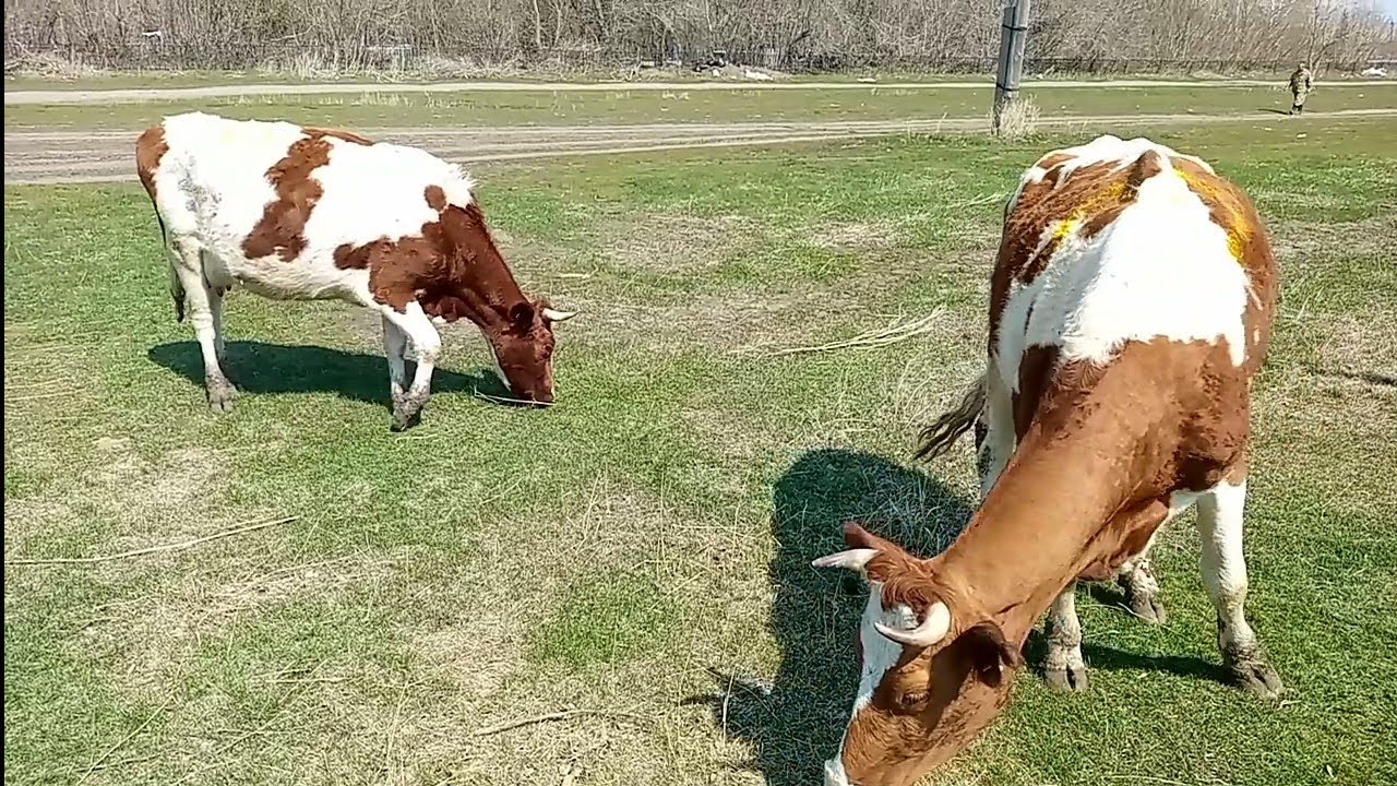 Приучаем коров к стаду/Милка чуть не сбежала/Герда нахулиганила - YouTube