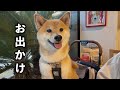 愛犬とふたり暮らし｜引っ越し後、やっと笑顔が見れた日