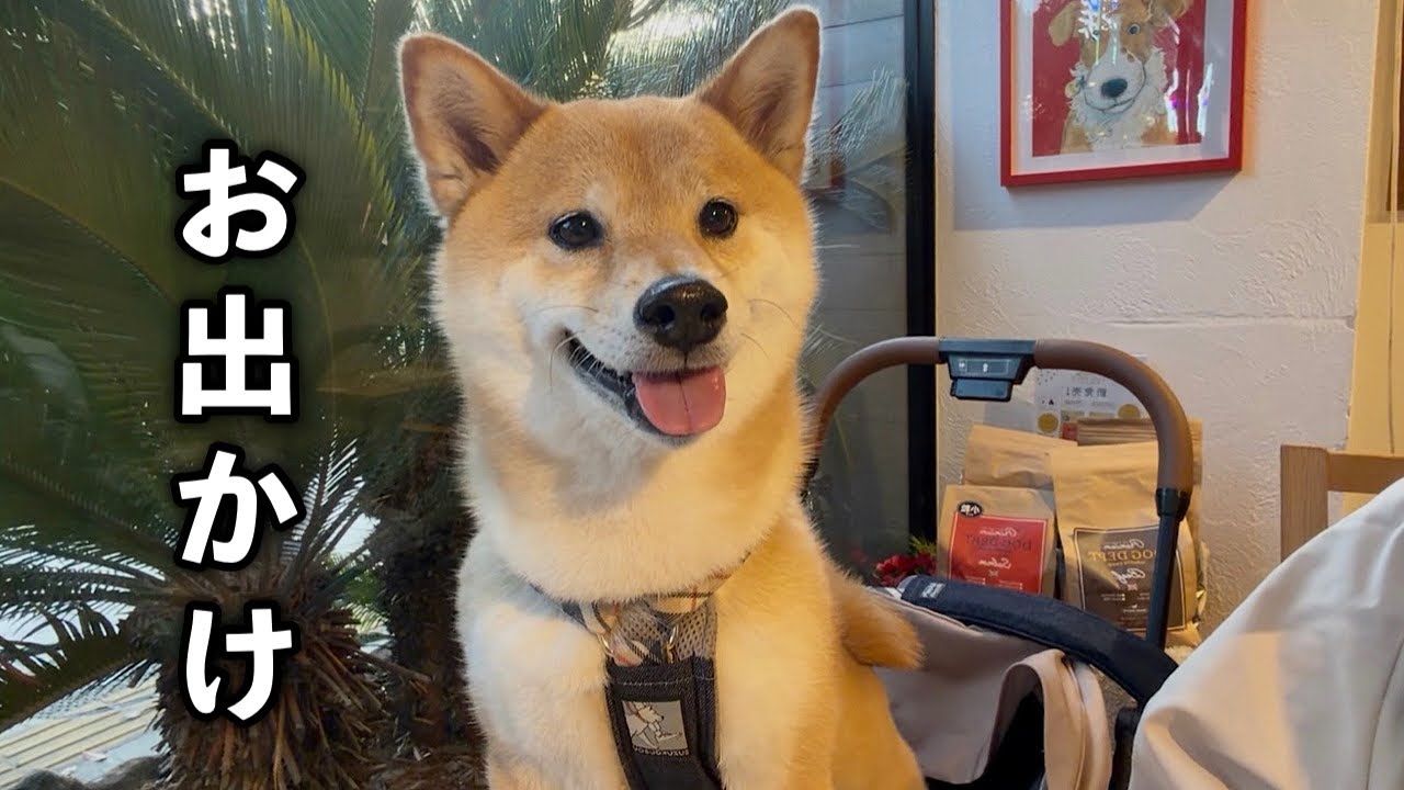 愛犬とふたり暮らし｜引っ越し後、やっと笑顔が見れた日