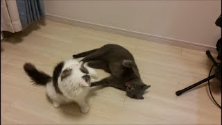 灰色と白モフのケンカ！！最後、勝利を告げに（咬まれに）行く審判