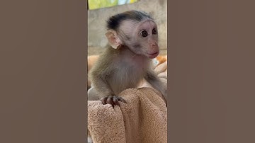 😂 “Meet Cici — The Most Expressive Monkey Ever! 🐵💖 #Shorts”