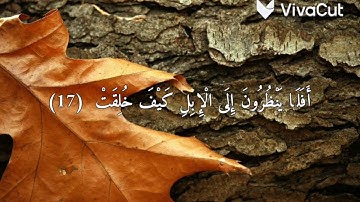 سورة الغاشية | عبدالرحمن مسعد
