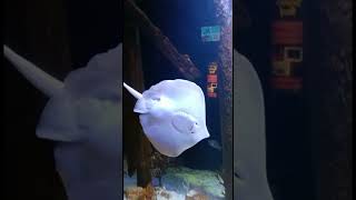 Underside of baby string ray #stringray #fishing #shortsfeed #shorts #viral #tiktok #kids