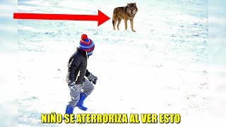 Niño salvó a este lobo cuando era un cachorro, años después se reencuentran y llora al saber esto.