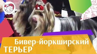 Бивер-йоркширский терьер на ilikepet. Особенности породы, уход Бивер-йоркширский терьер на ilikepet. Особенности породы, уход
