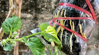 How To Grafting Branches Trees With Lemon-With Rice Husk Charcoal Get Roots Fast