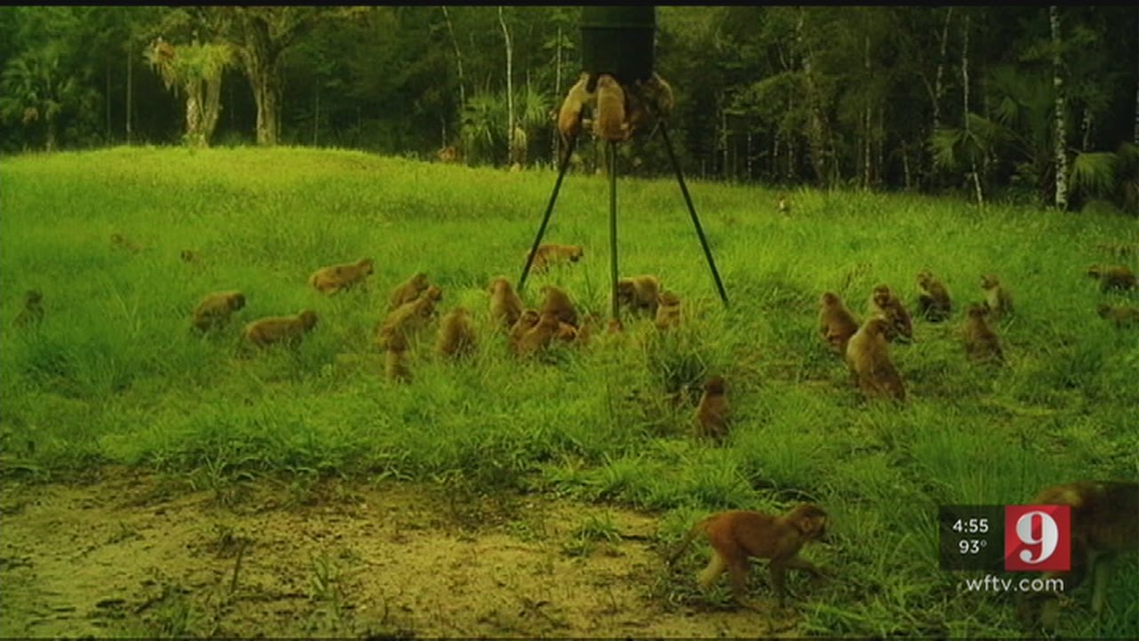 Monkeys in Marion County carrying dangerous virus