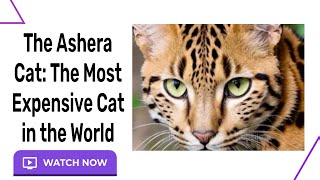 The Ashera Cat: The Most Expensive Cat in the World