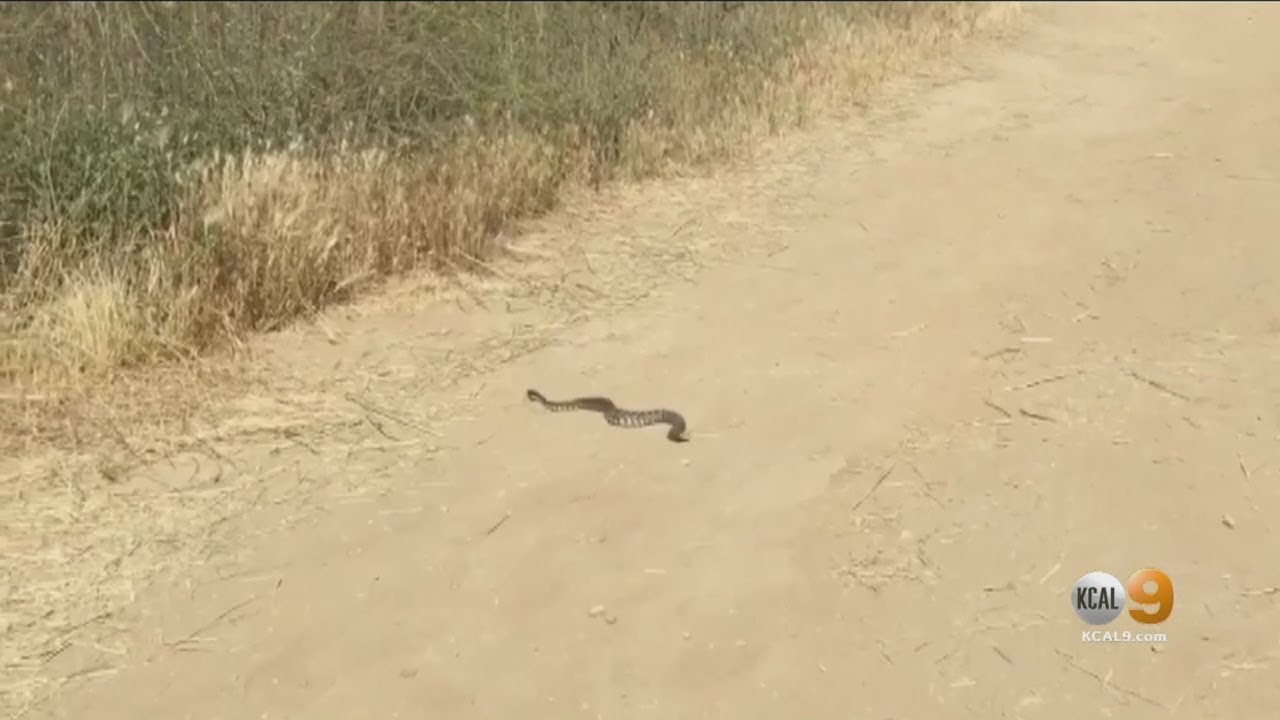 Warming Temperatures Bring Out Rattlesnakes On Popular La Trails
