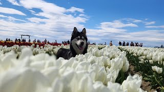 ТЮЛЬПАНОВЕ ПОЛЯ в АМЕРИКЕ 🌷 #сша #хаски #shorts #tulip #природа #весна #dog #usa #wa #семейныйканал